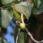 Gmelina arborea Fruit