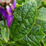 Pericallis lanata Leaf