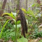 Carex flacca Plante entière