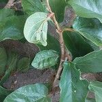 Ficus pumila Лист