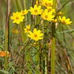 Bidens aristosa Leaf