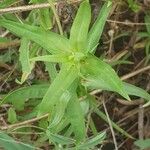 Conostomium quadrangulare Leaf