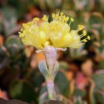 Eriogonum siskiyouense 花