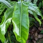 Heliconia aurantiaca