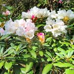 Rhododendron insigne Лист