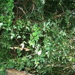 Pisonia aculeata आदत