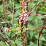 Cuscuta europaea Blüte