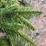 Picea abies Лист