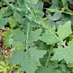 Lactuca muralis Leaf