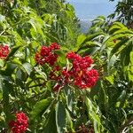 Sambucus racemosaFlower