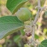 Ziziphus spina-christi Meyve