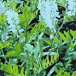 Galega officinalis Συνήθη χαρακτηριστικά