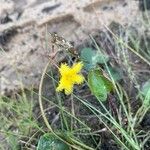 Nymphoides forbesiana Blüte