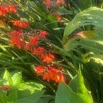 Crocosmia aurea Λουλούδι