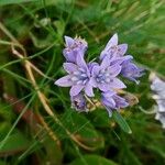 Hyacinthoides italica Flors