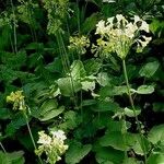 Primula bulleyana Blomma