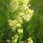 Thalictrum flavum Bloem