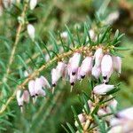 Erica erigena Kukka