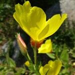 Oenothera tetragona Flor