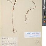 Phyllanthus paxianus Sonstige