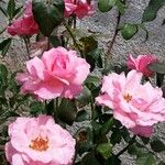 Rosa chinensisFlor