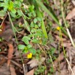 Hibbertia empetrifolia Folla