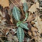 Goodyera pubescens Blatt