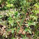 Cruciata glabra Hoja