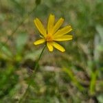 Scorzoneroides autumnalis Квітка