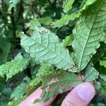Cojoba catenata Hoja