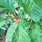 Coffea canephora Fruit