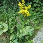 Veratrum lobelianum फूल