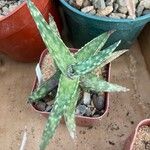 Aloe fragilis Лист