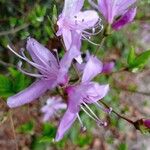 Rhododendron wadanum Cvet
