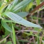 Polygala comosa 葉