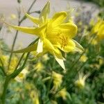 Aquilegia chrysantha Blüte