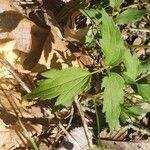 Ranunculus hispidus Leaf