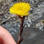 Tussilago farfaraΦύλλο