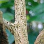 Pavonia spinifex Kôra