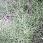 Equisetum arvenseЛист