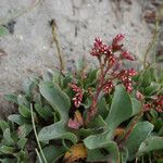 Limonium auriculiursifolium Хабит