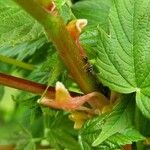 Acer pseudoplatanus Rinde