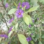 Solanum laciniatum Çiçek