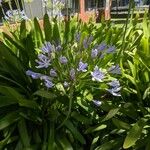 Agapanthus praecoxFloare