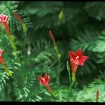 Ipomoea quamoclit Blomst