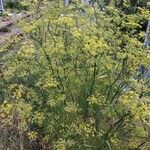 Foeniculum vulgare花