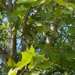 Platanus x hispanica 葉
