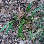 Plantago lanceolataبرگ