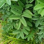 Sanguisorba canadensis Leaf