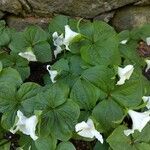 Trillium grandiflorum List